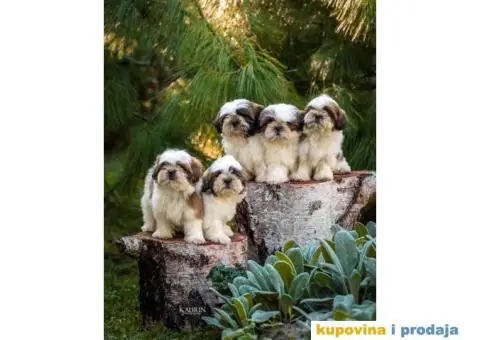 SHIH TZU vrhunski stenci - 2/10