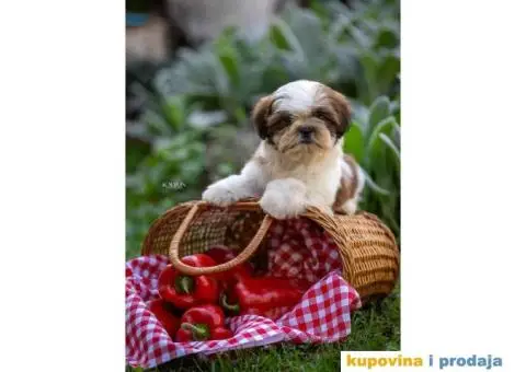 SHIH TZU vrhunski stenci - 3/10