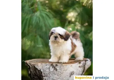 SHIH TZU vrhunski stenci - 4/10