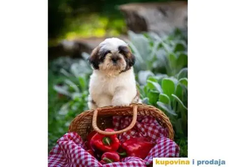 SHIH TZU vrhunski stenci - 5/10