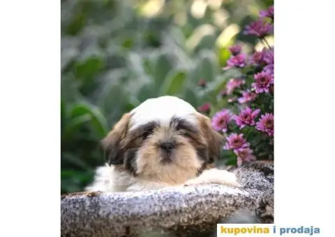 SHIH TZU vrhunski stenci - 6/10