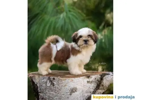 SHIH TZU vrhunski stenci - 7/10