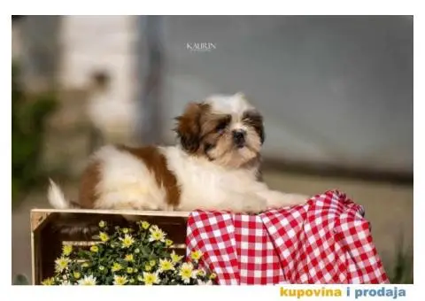 SHIH TZU vrhunski stenci - 8/10