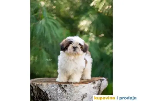 SHIH TZU vrhunski stenci - 9/10