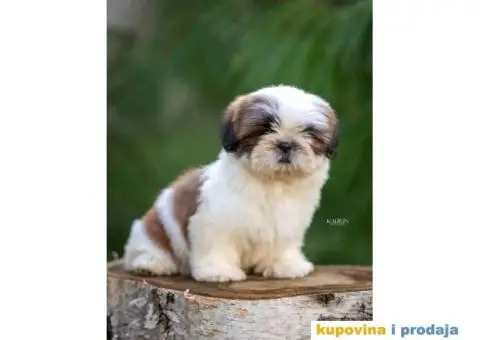 SHIH TZU vrhunski stenci - 10/10