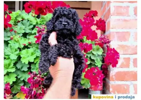 Preslatki stenci TOY PUDLE u crnoj boji. - 1/4