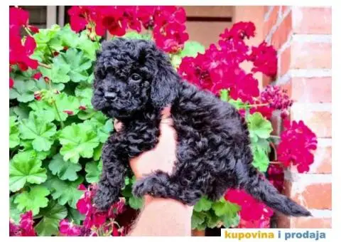 Preslatki stenci TOY PUDLE u crnoj boji. - 2/4