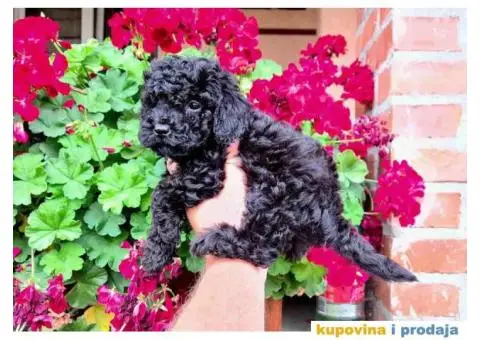 Preslatki stenci TOY PUDLE u crnoj boji. - 3/4