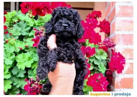 Preslatki stenci TOY PUDLE u crnoj boji. - 4/4