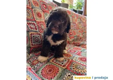 Lagotto Romagnolo štenci - 1/14
