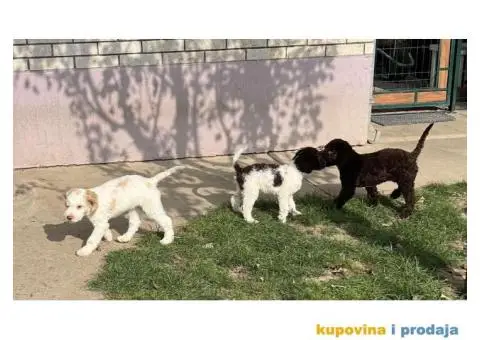 Lagotto Romagnolo štenci - 2/14