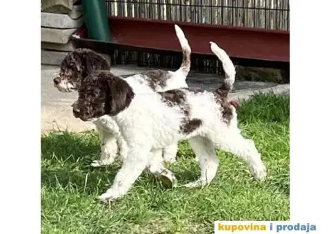 Lagotto Romagnolo štenci - 4/14