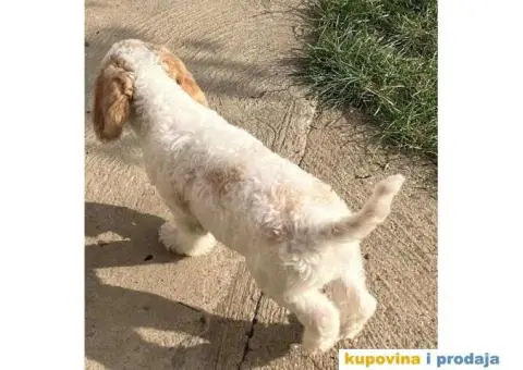 Lagotto Romagnolo štenci - 5/14