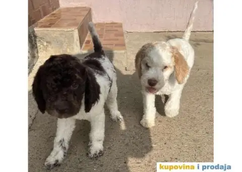 Lagotto Romagnolo štenci - 6/14