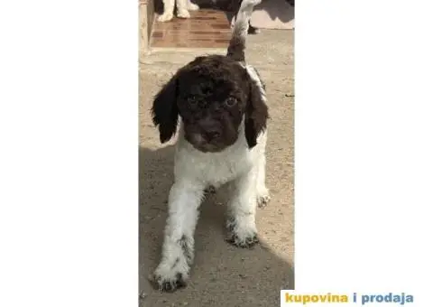Lagotto Romagnolo štenci - 7/14