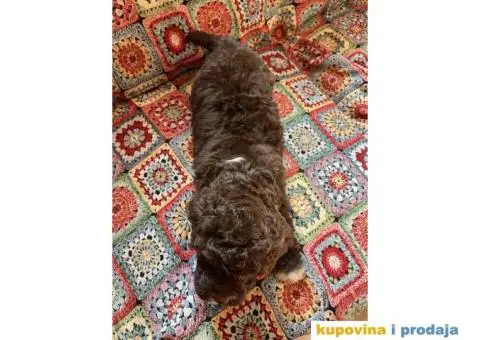 Lagotto Romagnolo štenci - 8/14
