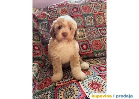 Lagotto Romagnolo štenci - 9/14