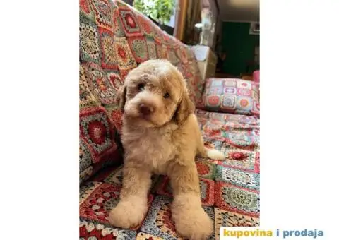 Lagotto Romagnolo štenci - 10/14