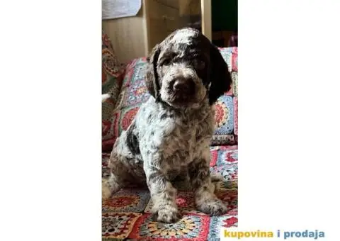 Lagotto Romagnolo štenci - 11/14