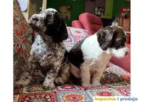 Lagotto Romagnolo štenci - 12/14