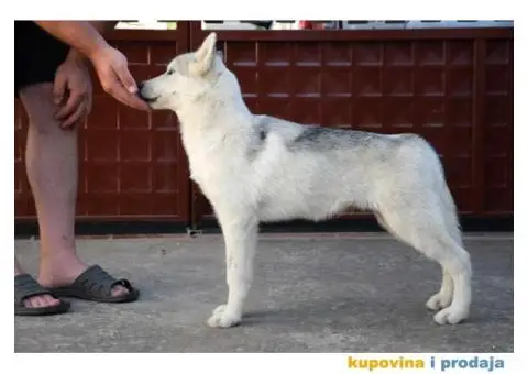 Sibirski Haski prelepi štenci - 1/10