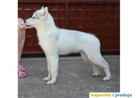 Sibirski Haski prelepi štenci - 2/10