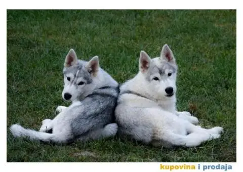 Sibirski Haski prelepi štenci - 3/10