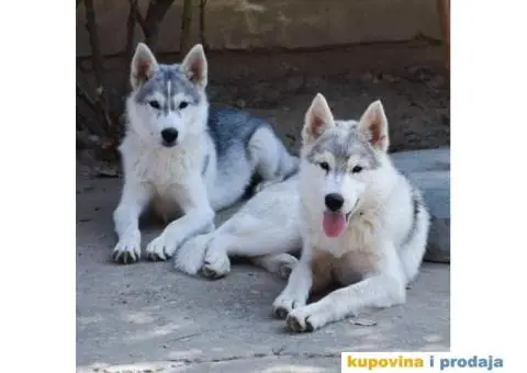 Sibirski Haski prelepi štenci - 4/10