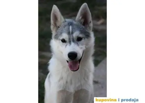 Sibirski Haski prelepi štenci - 5/10