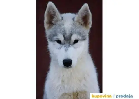 Sibirski Haski prelepi štenci - 6/10