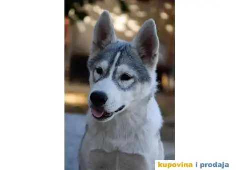 Sibirski Haski prelepi štenci - 7/10