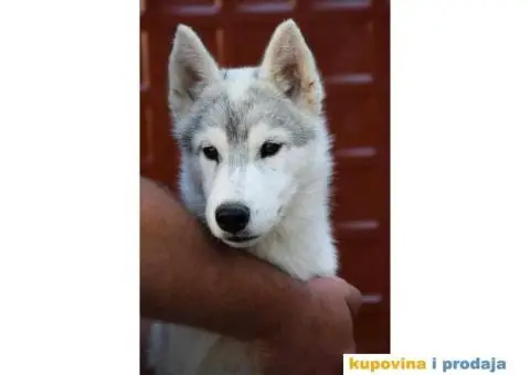 Sibirski Haski prelepi štenci - 8/10