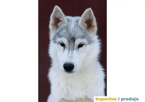 Sibirski Haski prelepi štenci - 9/10