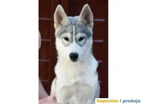 Sibirski Haski prelepi štenci - 10/10
