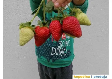 Sadnice jagoda za jesenju sadnju - 1/7