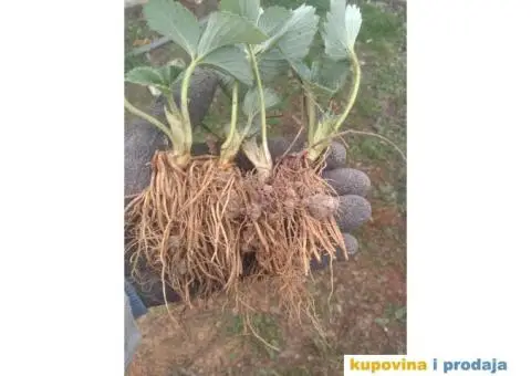 Sadnice jagoda za jesenju sadnju - 2/7