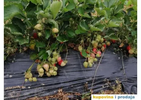 Sadnice jagoda za jesenju sadnju - 3/7
