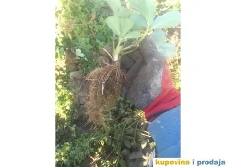 Sadnice jagoda za jesenju sadnju - 4/7