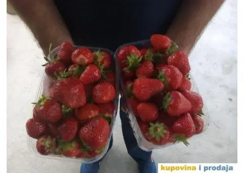 Sadnice jagoda za jesenju sadnju - 5/7