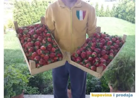 Sadnice jagoda za jesenju sadnju - 6/7