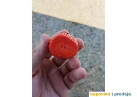 Sadnice jagoda za jesenju sadnju - 7/7