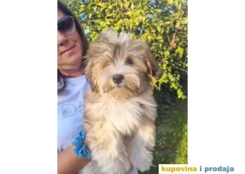 Havanski Bišon štenci - 1/7