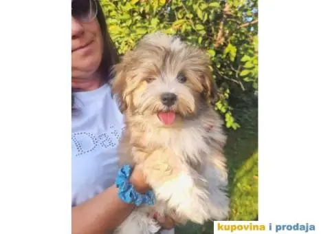 Havanski Bišon štenci - 2/7