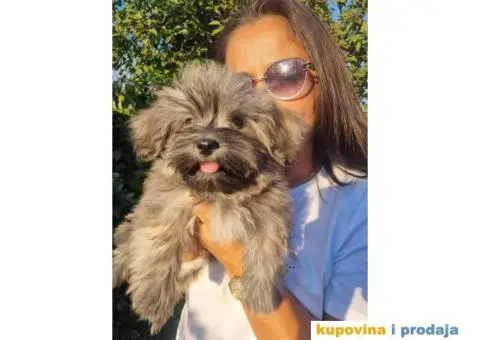 Havanski Bišon štenci - 3/7