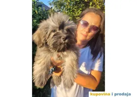 Havanski Bišon štenci - 4/7