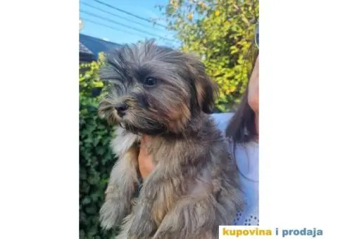 Havanski Bišon štenci - 5/7