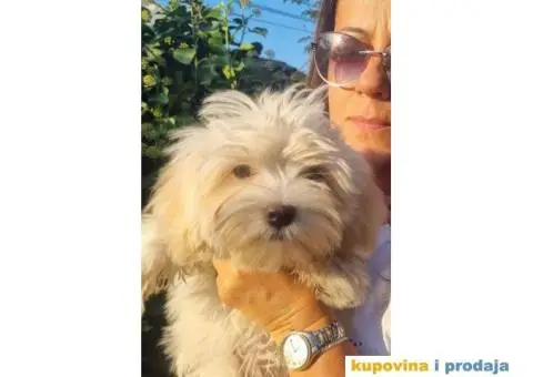 Havanski Bišon štenci - 6/7