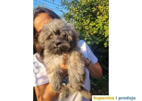 Havanski Bišon štenci - 7/7