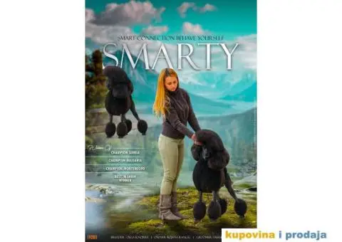 Na prodaju stenci kraljevske pudle - 1/8