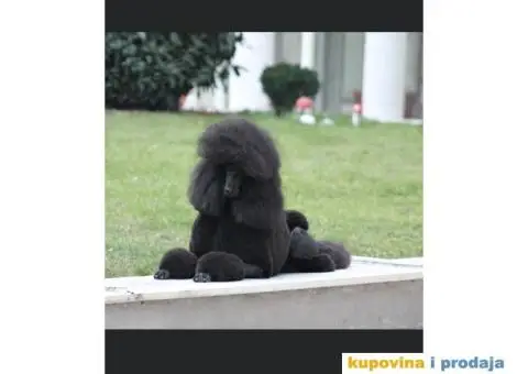 Na prodaju stenci kraljevske pudle - 2/8